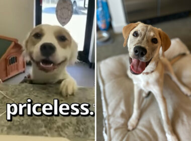Shelter Dog Getting Adopted