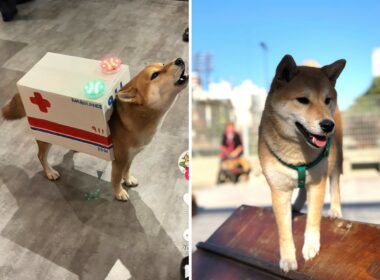 Shiba inu in halloween costume