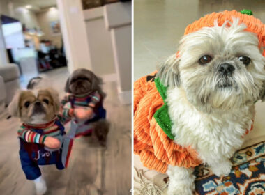 Shih Tzu In Chucky Halloween Costumes
