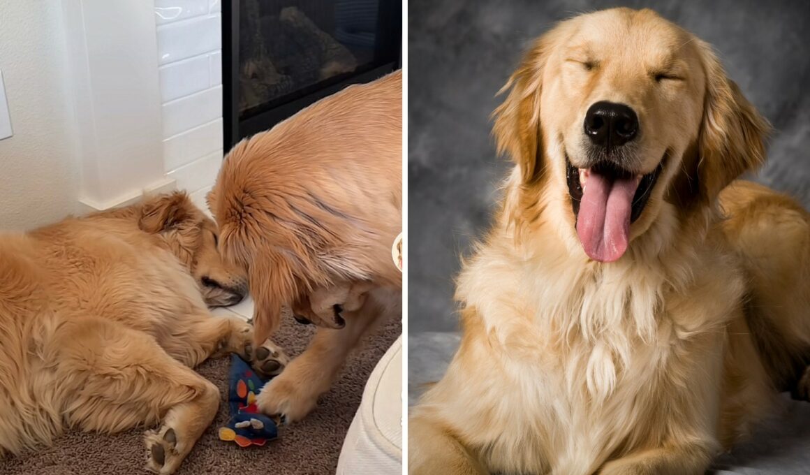 Stealthy Dog Steals Toy from His Brother