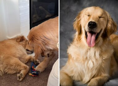 Stealthy Dog Steals Toy from His Brother