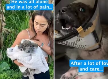 Stray puppy rescued
