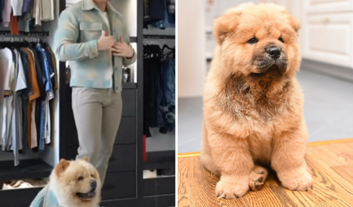 Stunning chow chow rocking same outfit with owner