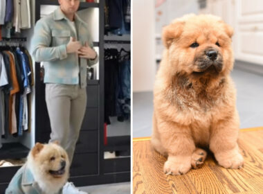 Stunning chow chow rocking same outfit with owner