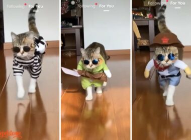 Super Model Cat Puts On A Fashion Show