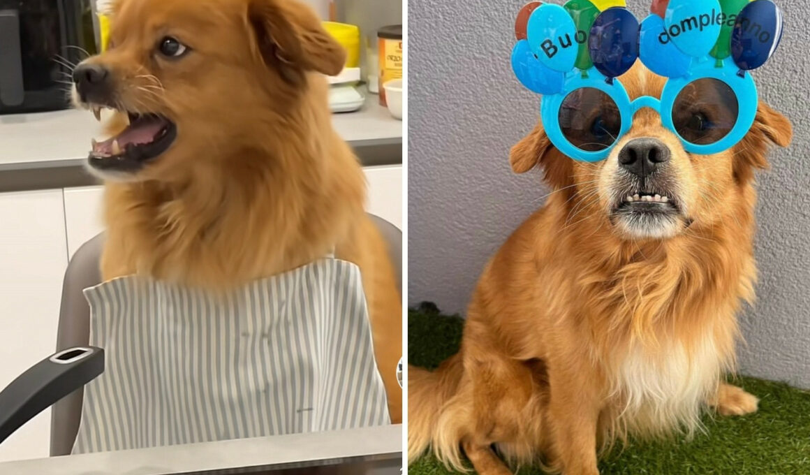 This Dog Angry At His Dad For Wasting Food During A Cooking Lesson