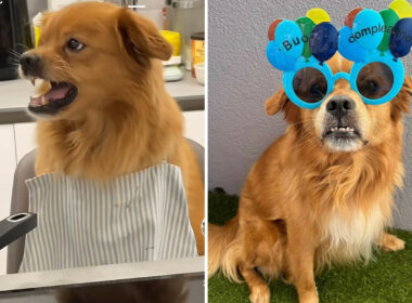 This Dog Angry At His Dad For Wasting Food During A Cooking Lesson