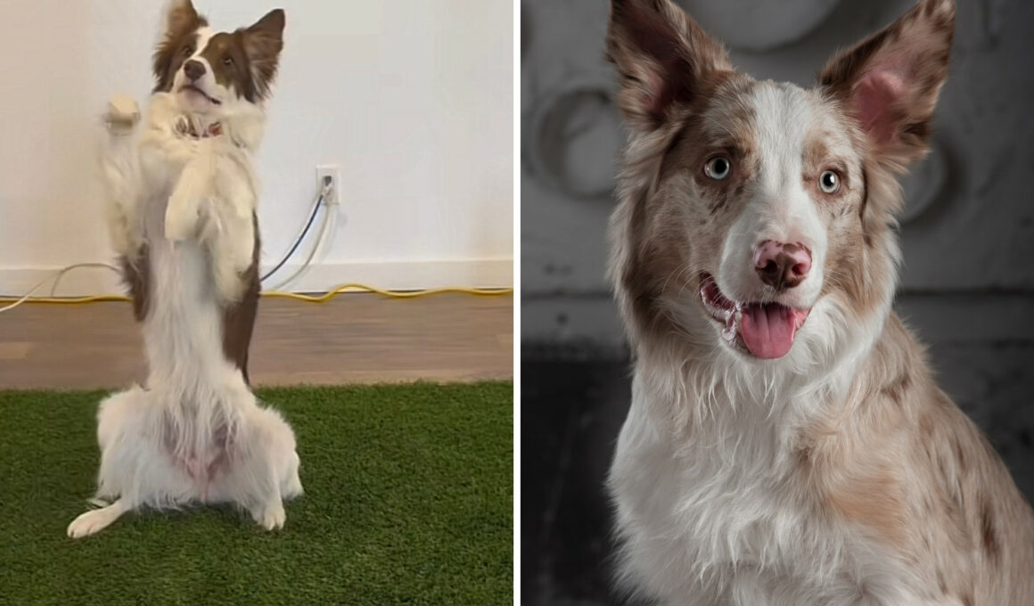 This Dog Doing Some Amazing Dog Moves Will Fill Your Heart