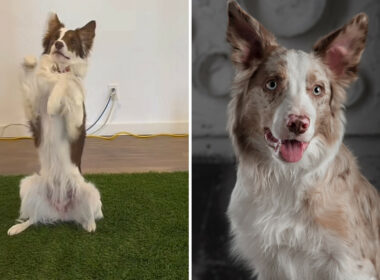 This Dog Doing Some Amazing Dog Moves Will Fill Your Heart