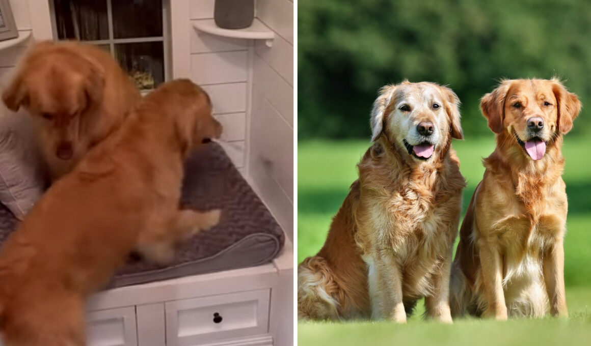 This Dog Wouldn't Be Living A Bachelor's Life Anymore
