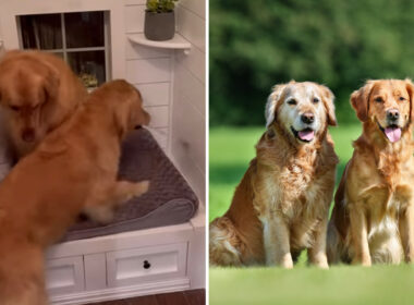 This Dog Wouldn't Be Living A Bachelor's Life Anymore