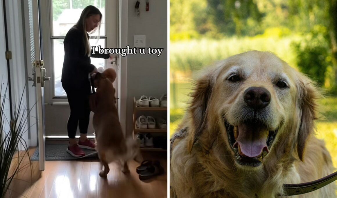 This Dog's Awesome Reaction To His Grandma Coming Over
