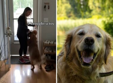 This Dog's Awesome Reaction To His Grandma Coming Over