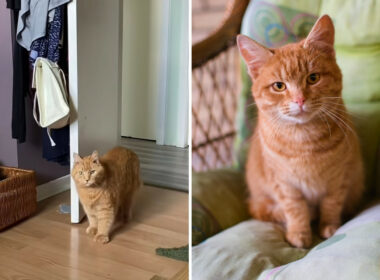 Well Mannered Cat Knocking Before Entering Room