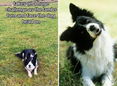 Working Border collie