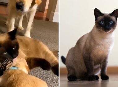 dog and siamese cat
