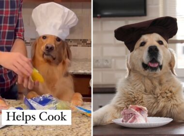 helpful dog with multiple skills