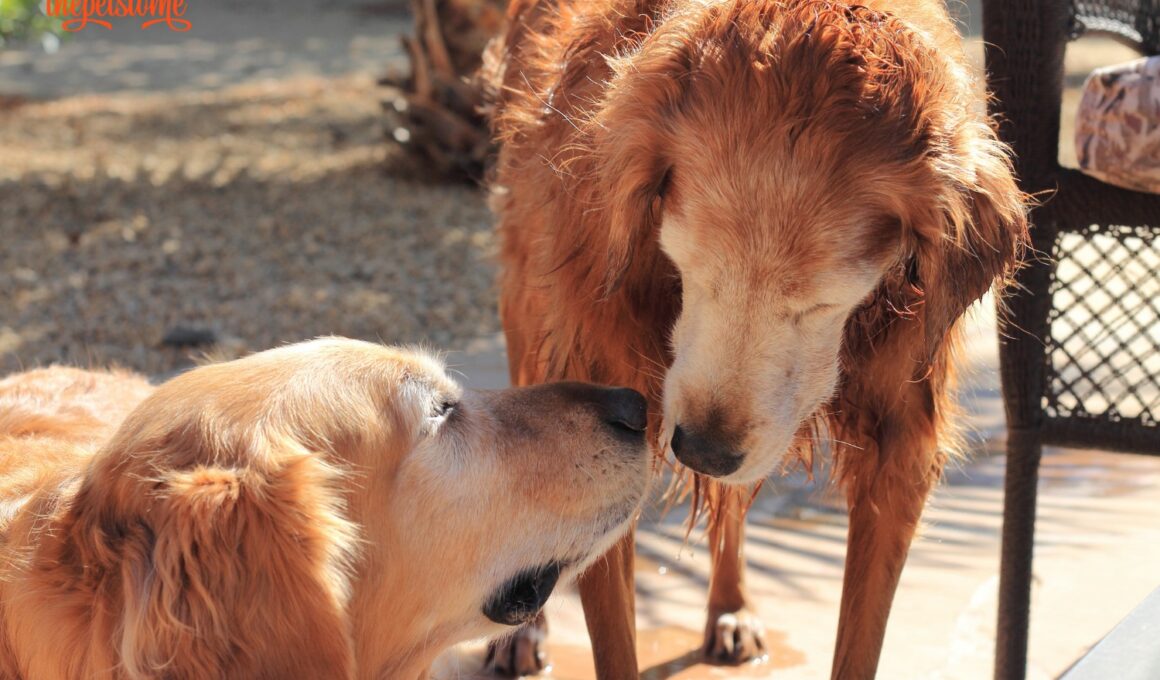 love struck dogs pet story