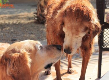 love struck dogs pet story