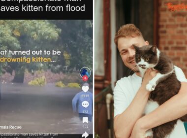 man saves kitten