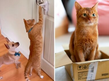 problem solving cat opens door