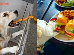 signs your dog is plotting to steal your dinner