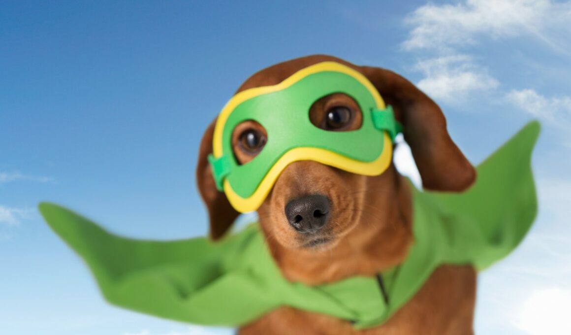 signs your dog dreams to be a superhero