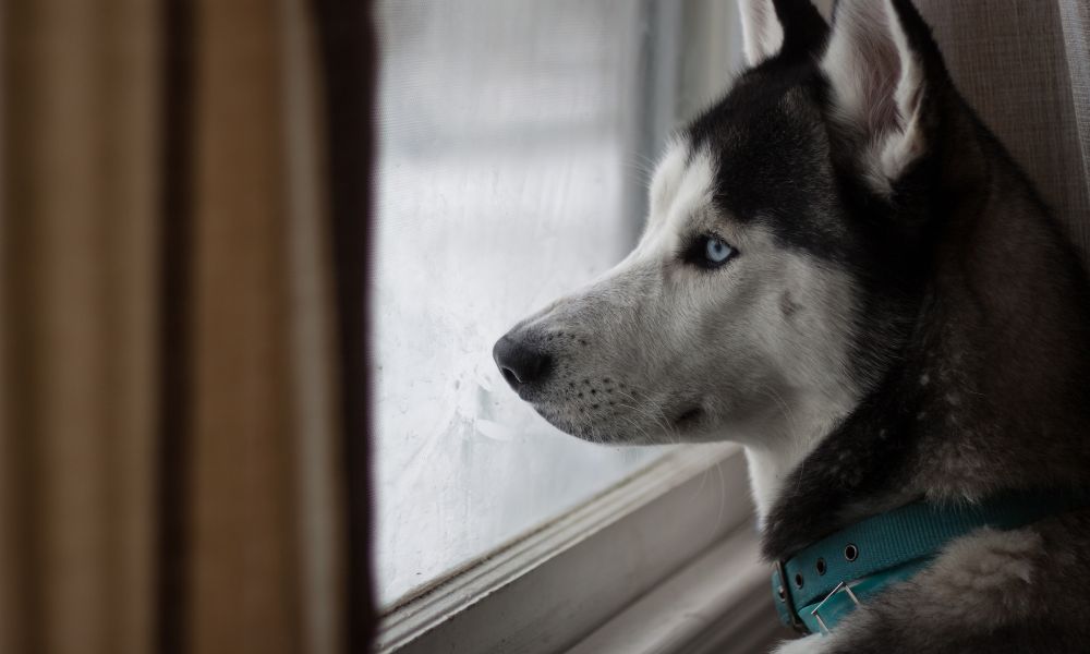 watchful dog