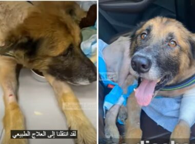 Abandoned dog chained by the highway