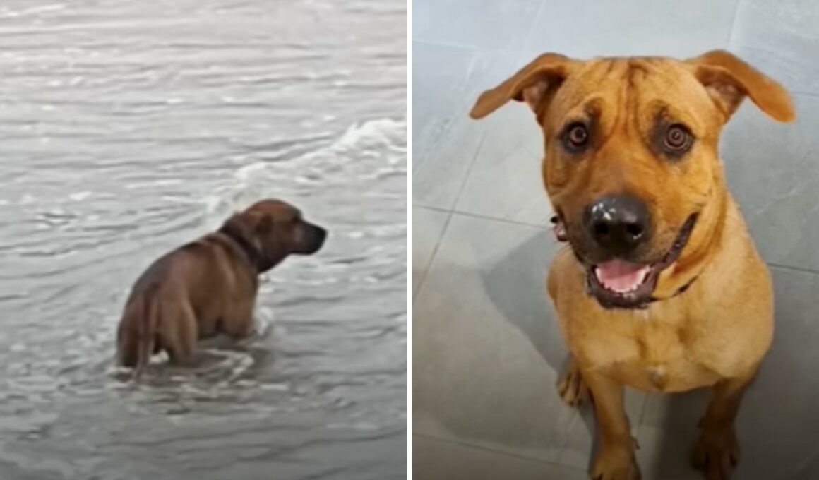 Abandoned dog gets a new chance at love