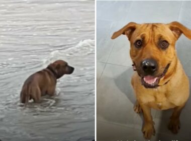 Abandoned dog gets a new chance at love