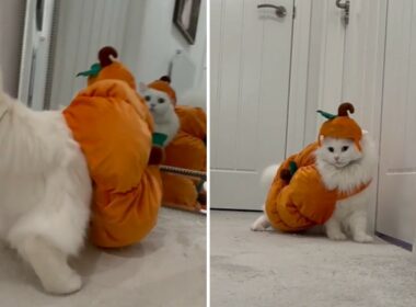 Cat doesnt like his halloween costume