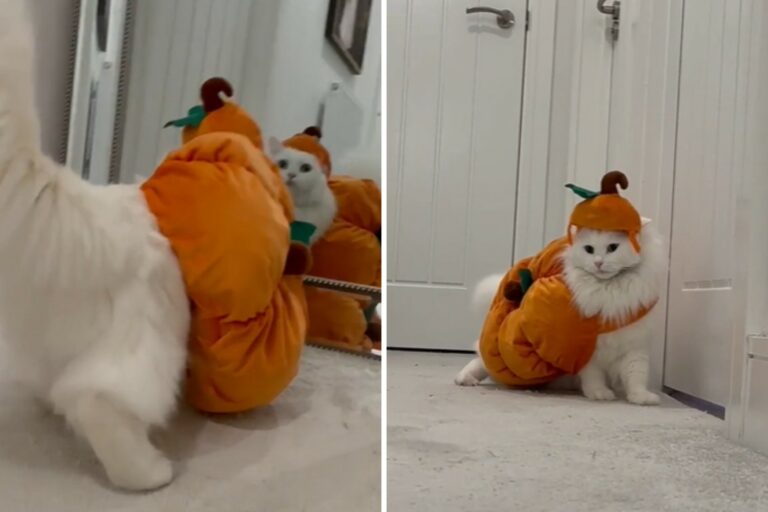 Cat doesnt like his halloween costume