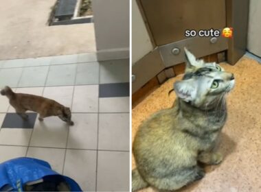 Cat follows man home