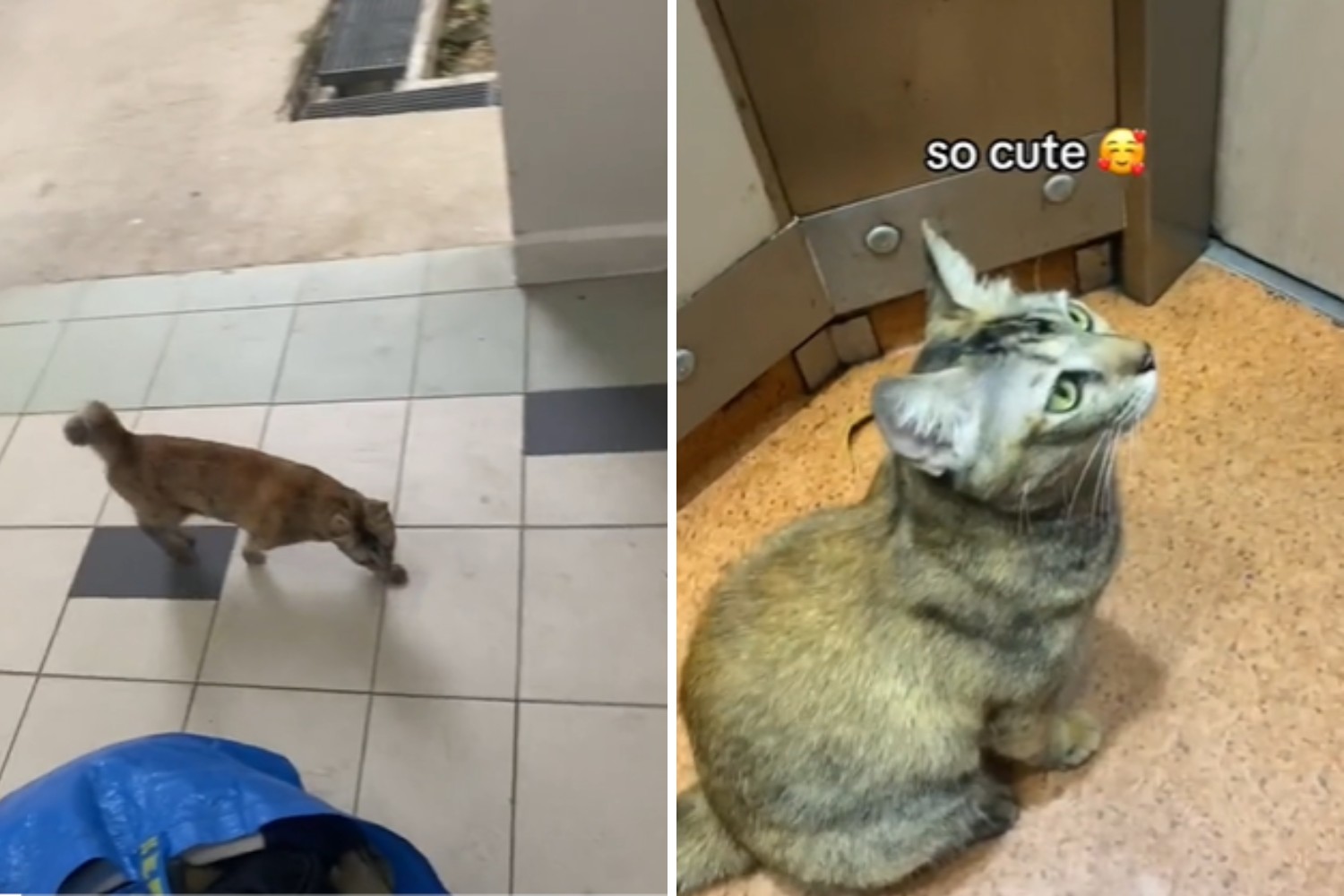 Watch The Endearing Moment This Stray Cat Stalks And Follows A Man Home