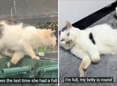 Injured cat finds a forever home