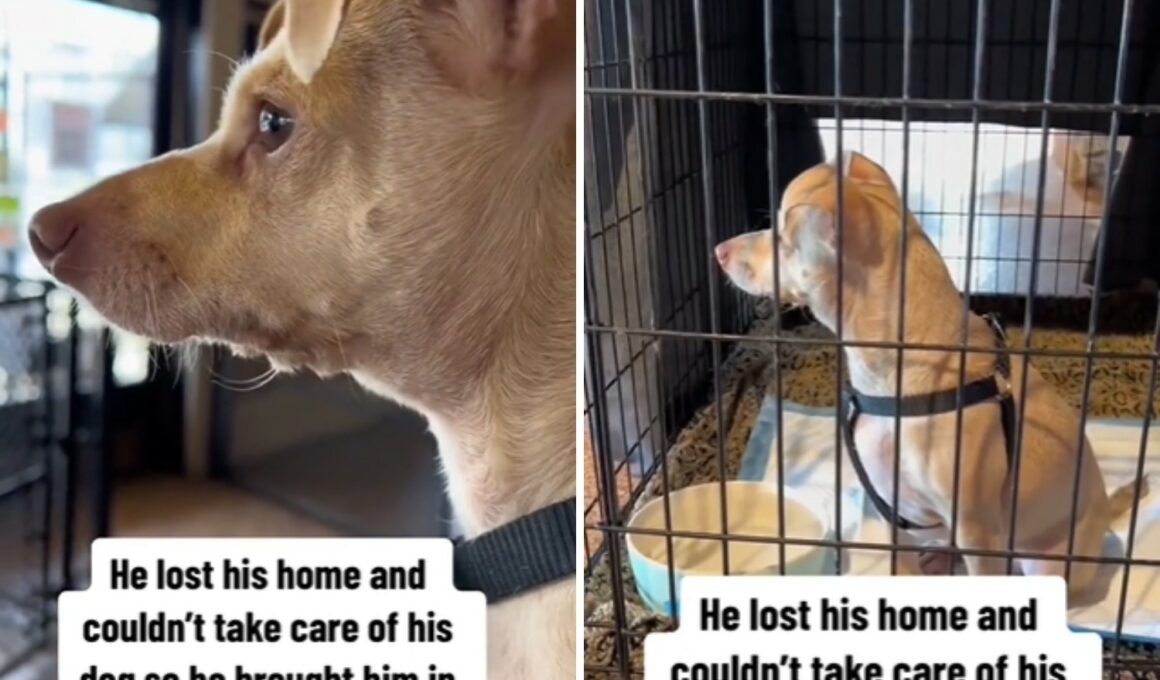 Dog dad gives up his dog at the shelter