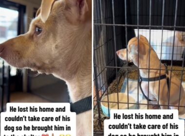 Dog dad gives up his dog at the shelter