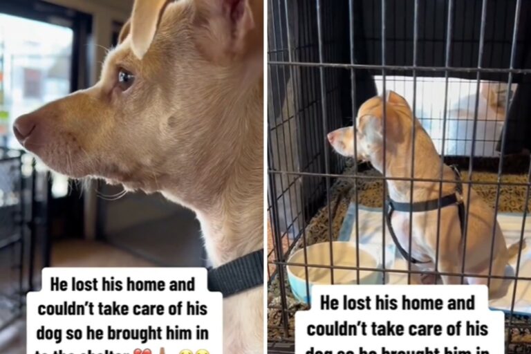 Dog dad gives up his dog at the shelter