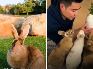 Bunny welcomed into a home