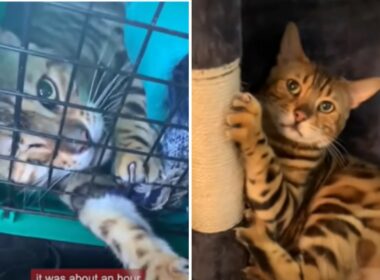 Aggressive cat found true love in the arms of his new owner