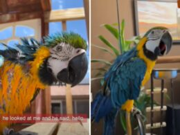 Woman falls in love with a crazy parrot
