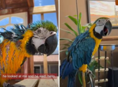 Woman falls in love with a crazy parrot