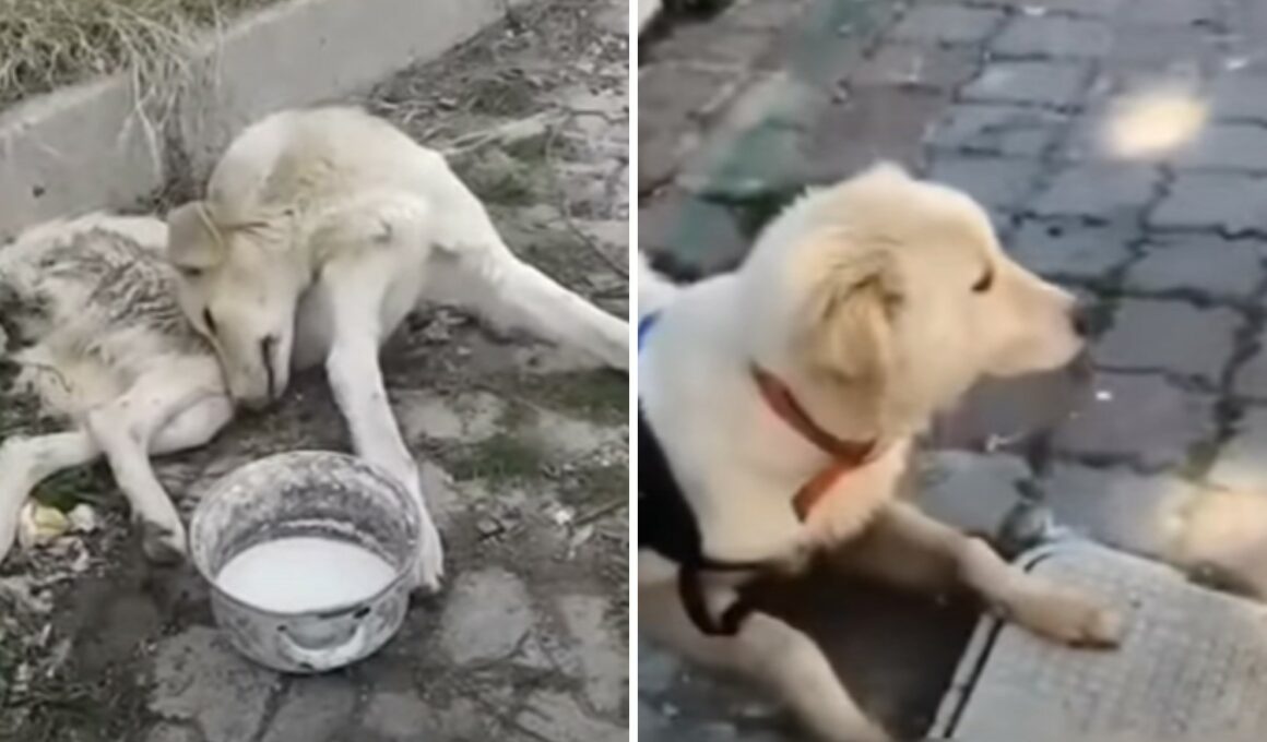 Stray dog begs for help until he finds one