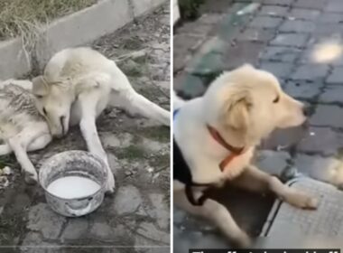 Stray dog begs for help until he finds one