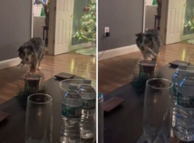 Dog providing water for his owner