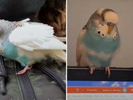 Parakeet finds a anew owner