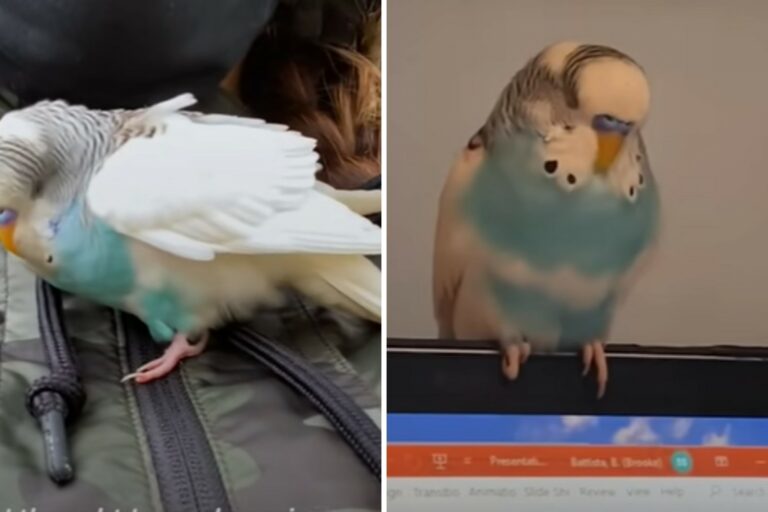 Parakeet finds a anew owner