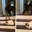 German shepherds scared of a cat