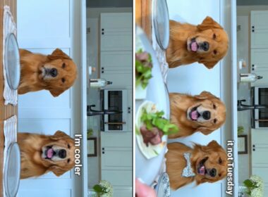 Dogs reaction to variety of meals